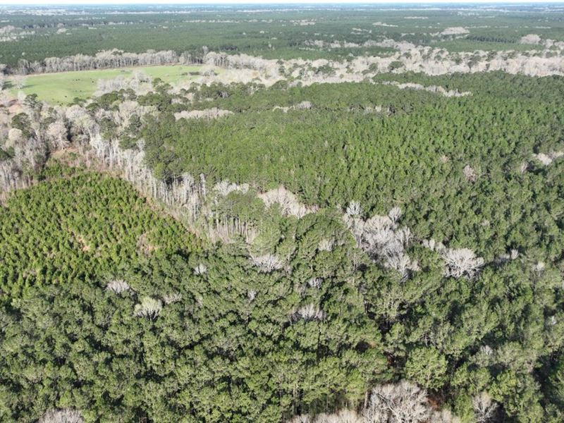 Albert Timber Tract, Allen Parish : Hampton : Allen Parish : Louisiana