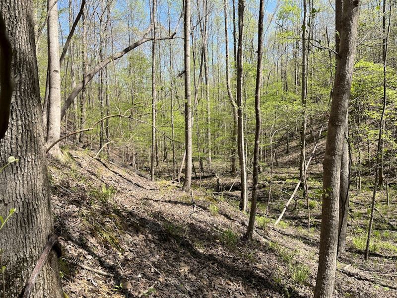 Jones Hollow : Lutts : Wayne County : Tennessee