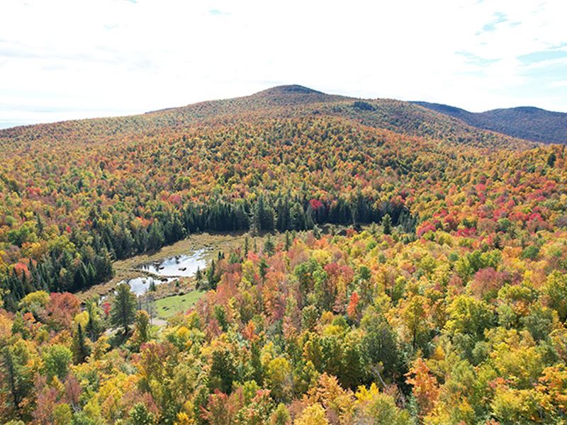 Cherry Ridge Forest : Thurman : Warren County : New York