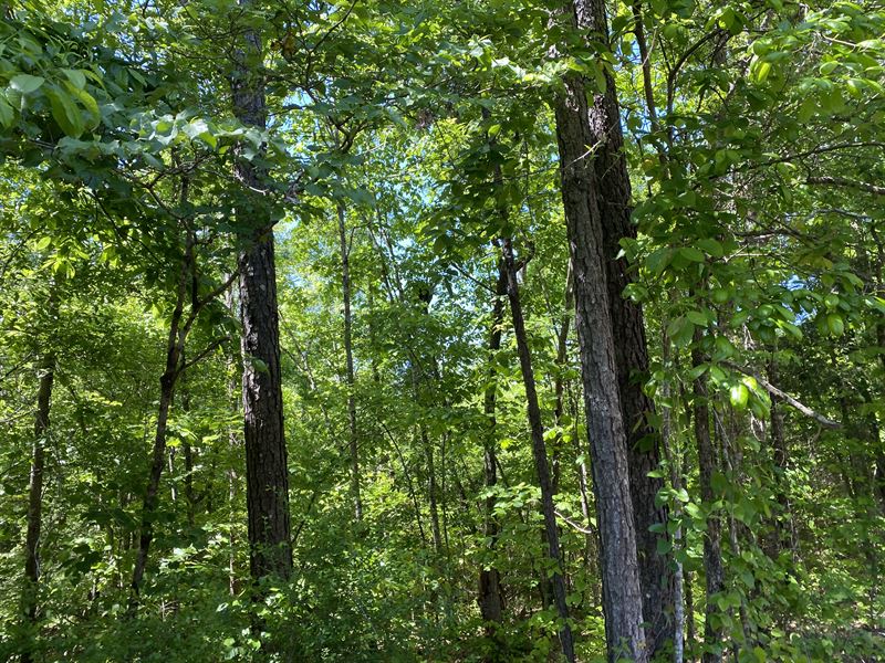 46 Acres, Chilton County, Alabama : Centreville : Chilton County : Alabama