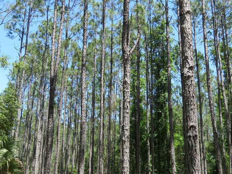 Gordon Chapel East Tract : Hawthorne : Putnam County : Florida