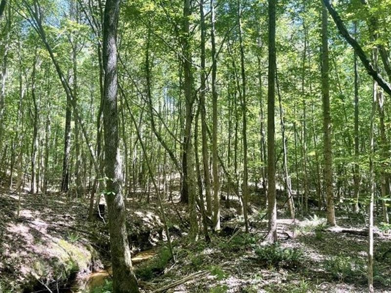 47 Acres in Choctaw County in Acker : Ackerman : Choctaw County : Mississippi
