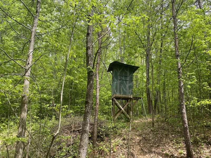Hunting Land for Sale in Tn, Creek : Selmer : McNairy County : Tennessee
