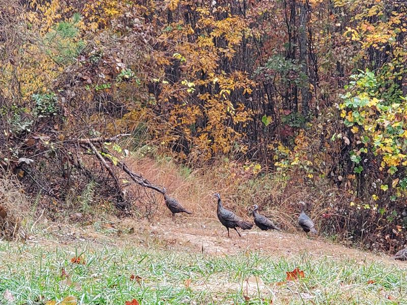 28.23 Private Wooded Acres : Rockmart : Paulding County : Georgia