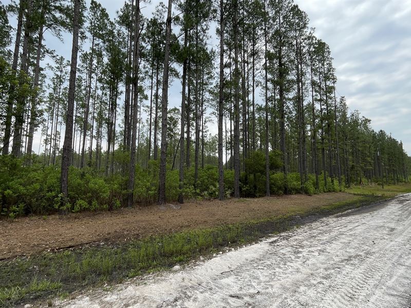20.07 Acres on Red Bird Dr : Millwood : Ware County : Georgia