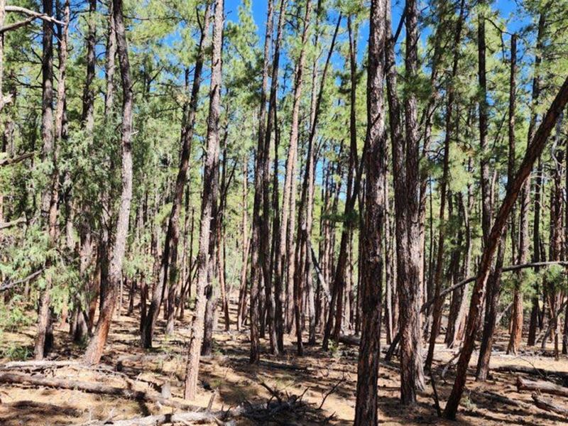 2 Unit 1 Delagua Canyon Ranches : Trinidad : Las Animas County : Colorado