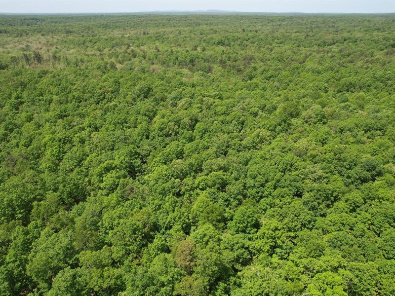 Backcountry 38 : Grassy : Wayne County : Missouri