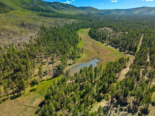 Arizona White Mountains 35 Acre Lot : Clifton : Greenlee County : Arizona