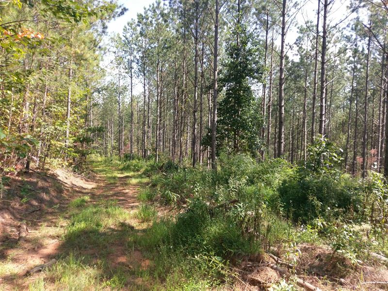Jup 8101, 94.44 Acres : Ellijay : Gilmer County : Georgia