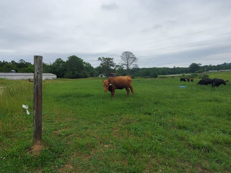 The Waide Farm, Pasture & Creek : Ohatchee : Calhoun County : Alabama
