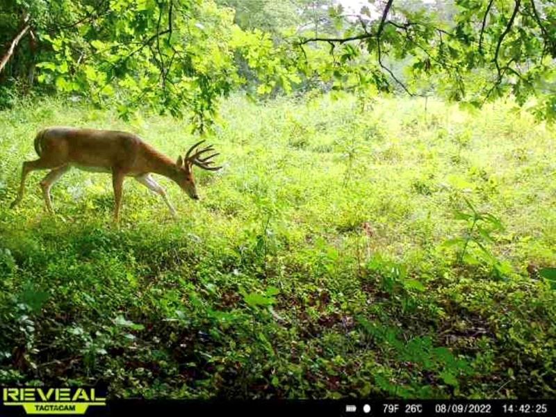 Cabin and Hunting Land : Coolville : Athens County : Ohio