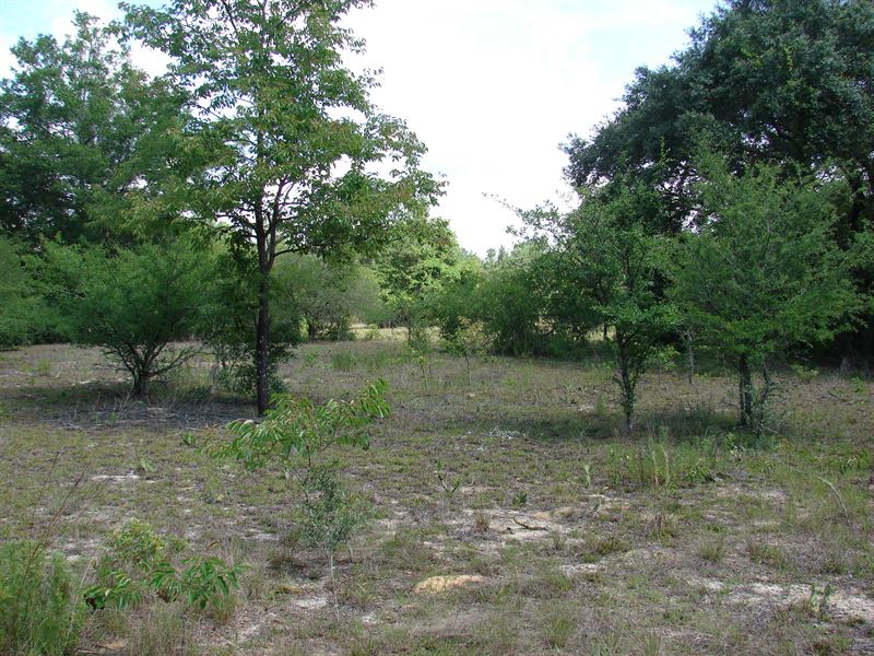 19 Acres Located in Putnam County : Hawthorne : Putnam County : Florida