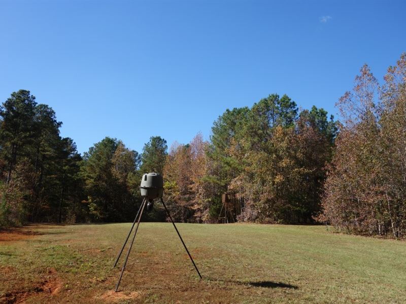 Great Hunting, Impressive Timber : Winnsboro : Fairfield County : South Carolina