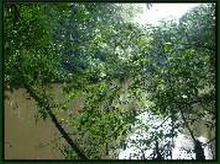 406 +/- Acres on the Ogeechee River : Millen : Jenkins County : Georgia