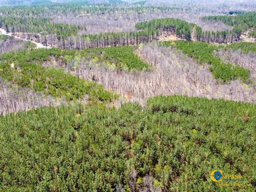 Horse Pond Tract 10 : Hohenwald : Perry County : Tennessee