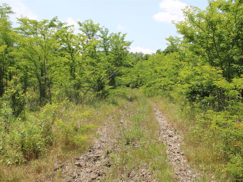 NE TX Recreational Development Land : Honey Grove : Fannin County : Texas