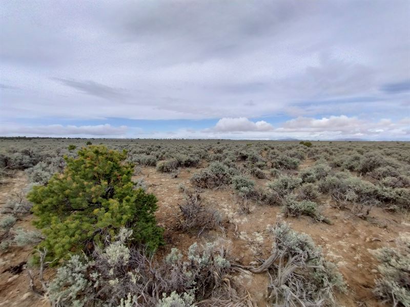 36+ Acres in Southern Colorado : San Pedro : Costilla County : Colorado