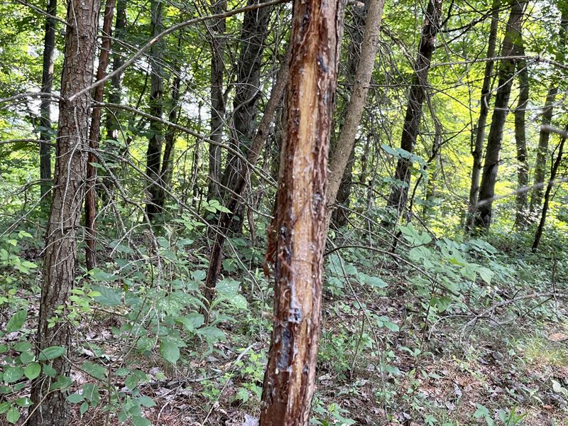 Scott Rd Tract 3, 34 Ac : New Matamoras : Washington County : Ohio