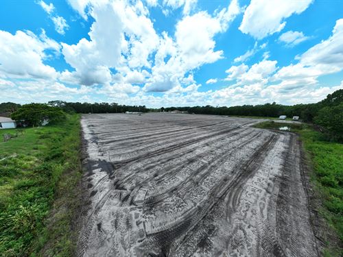 Transitional Plant City Strawberry : Plant City : Hillsborough County : Florida