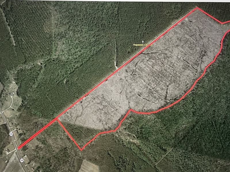 Jones County Timber Tract : Maysville : Jones County : North Carolina