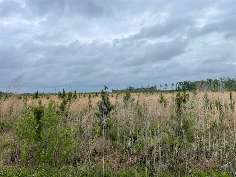 Onslow County Airport Timber Tract : Jacksonville : Onslow County : North Carolina