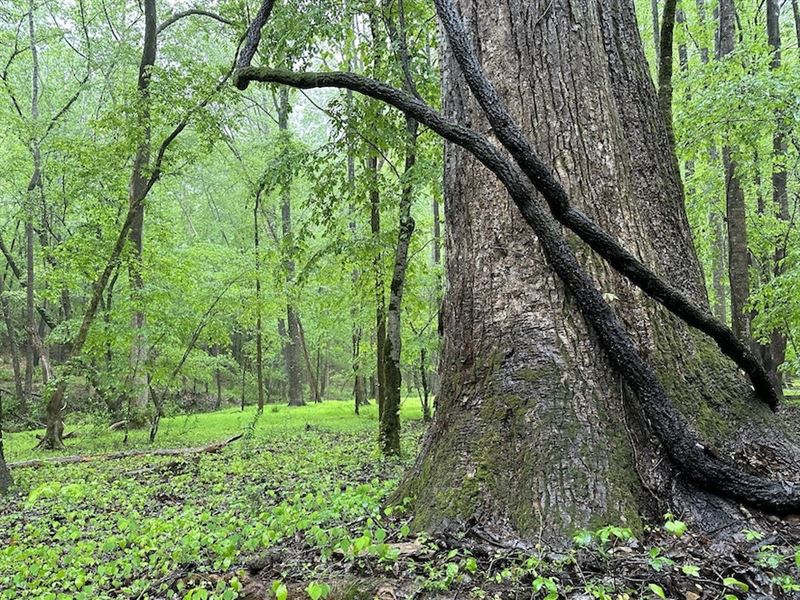Green Hollow : Chester : Chester County : South Carolina
