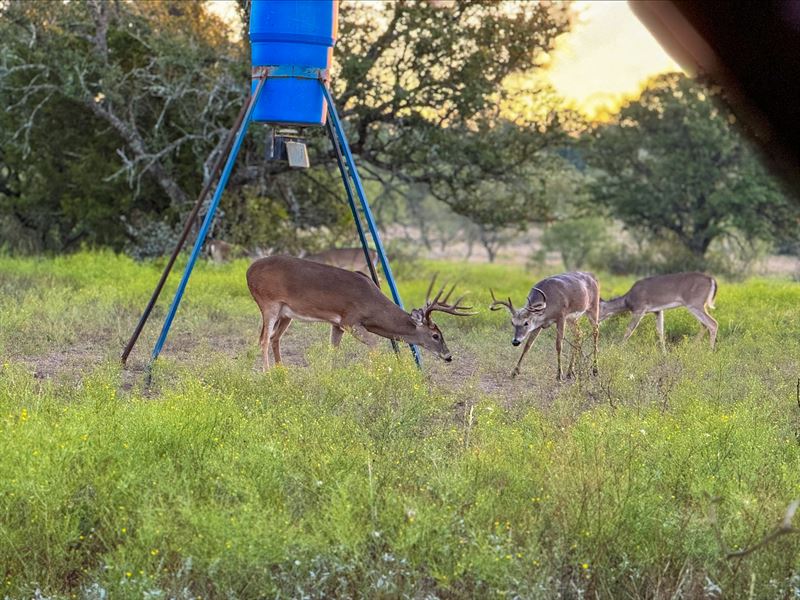 Great Deal, 70 Acres, Barndo Shell : Brady : McCulloch County : Texas
