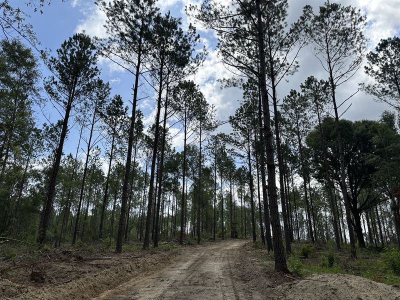 Jasper Road Tract : Andalusia : Covington County : Alabama