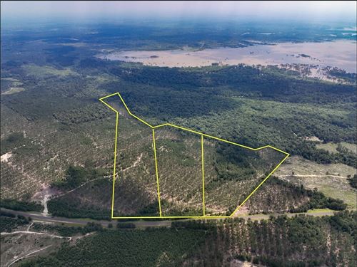 36 Acres, FM 92 T-11 : Homer : Tyler County : Texas