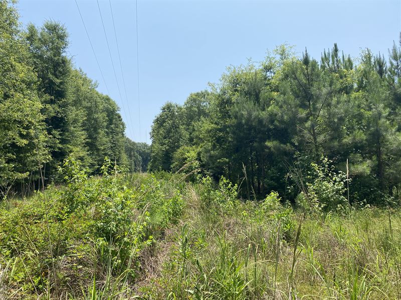 Pine Level 28 Acres : Pine Level : Montgomery County : Alabama
