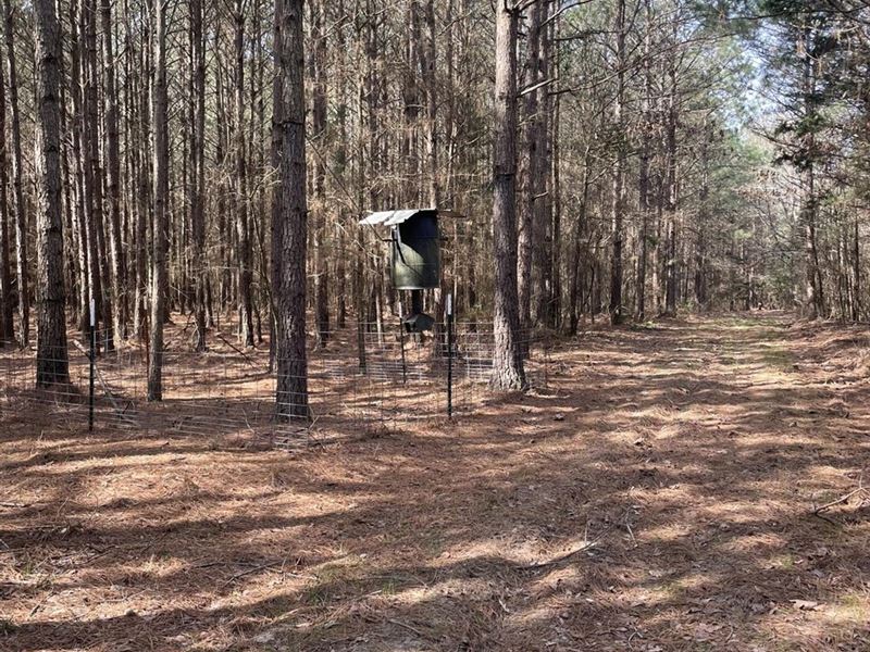 Falcon Timber Tract 80, Lafayette : Buckner : Lafayette County : Arkansas