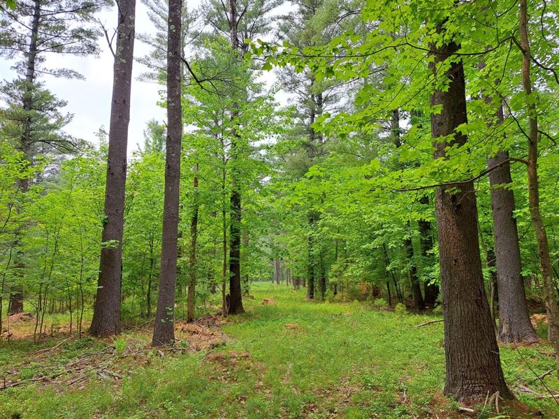 Wilmington Recreational Forest : Wilmington : Essex County : New York