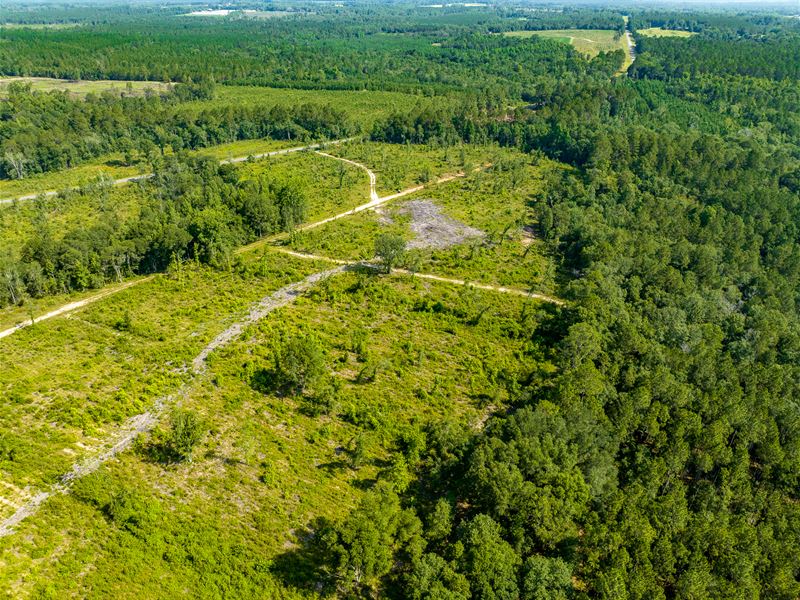 88 Acres Oscar Tippins Road : Baxley : Appling County : Georgia
