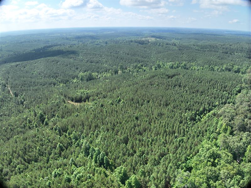 Residential / Timber Investment : Tishomingo : Tishomingo County : Mississippi