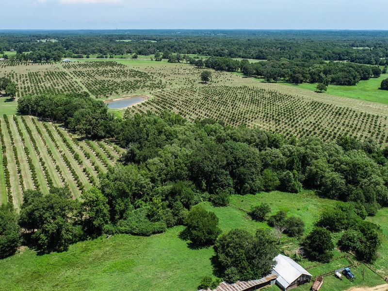 91.38 Acre Peach Orchard : Pittsburg : Camp County : Texas