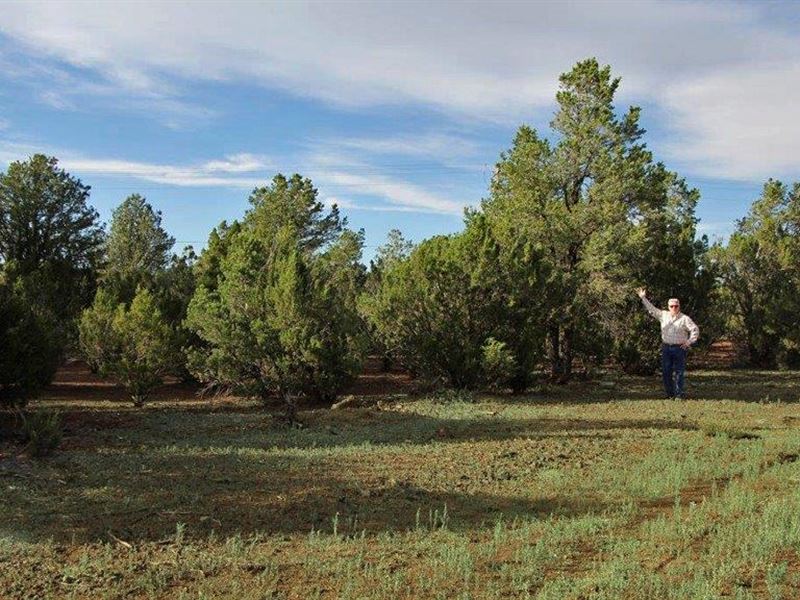 Heavily Wooded Cabin Sites : Vernon : Apache County : Arizona
