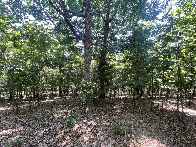 53 Acres, Marion County, Peel : Peel : Marion County : Arkansas
