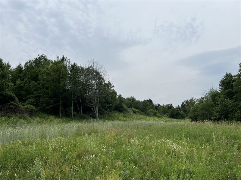 Wooded Oasis Near The Village : Manlius : Onondaga County : New York