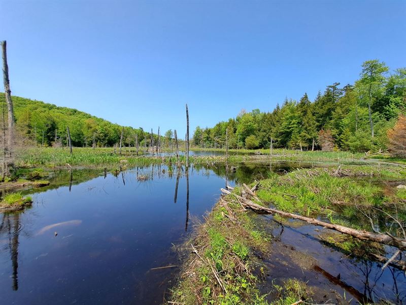 Sacandaga Woods & Wildlife : Hadley : Saratoga County : New York