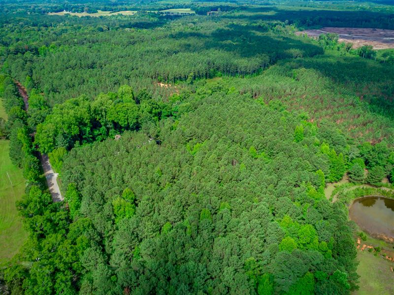 Classic Saluda County Tree Farm : Saluda : Saluda County : South Carolina