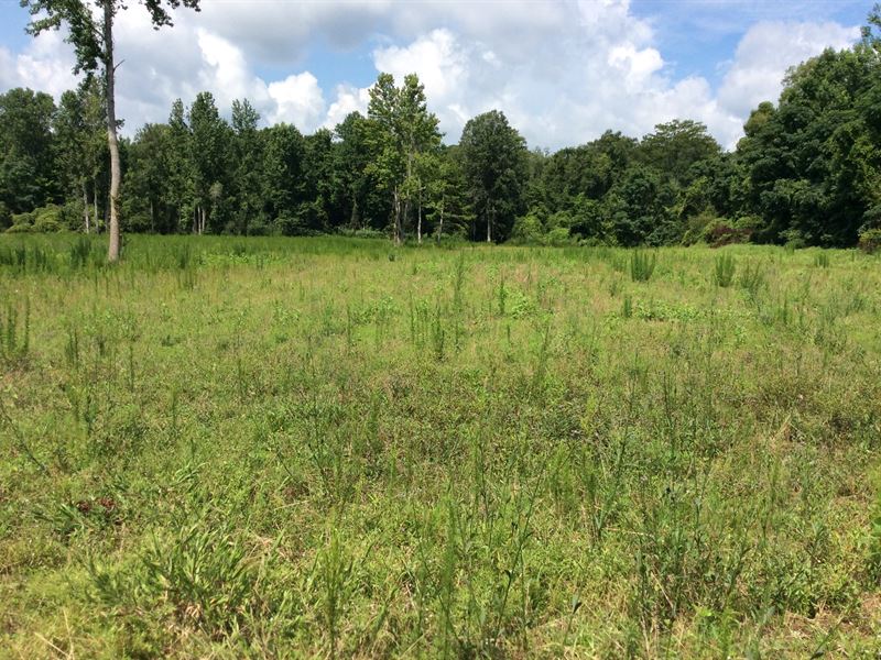 Sanders Lowery Rd Tract : Rutledge : Crenshaw County : Alabama