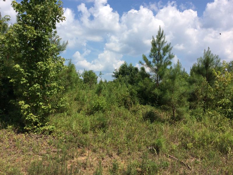 Swanner Bridge Road Tract 1 : Rutledge : Crenshaw County : Alabama