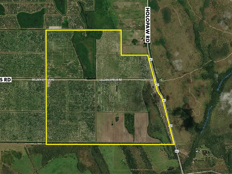 Osceola County Citrus Grove : Saint Cloud : Osceola County : Florida