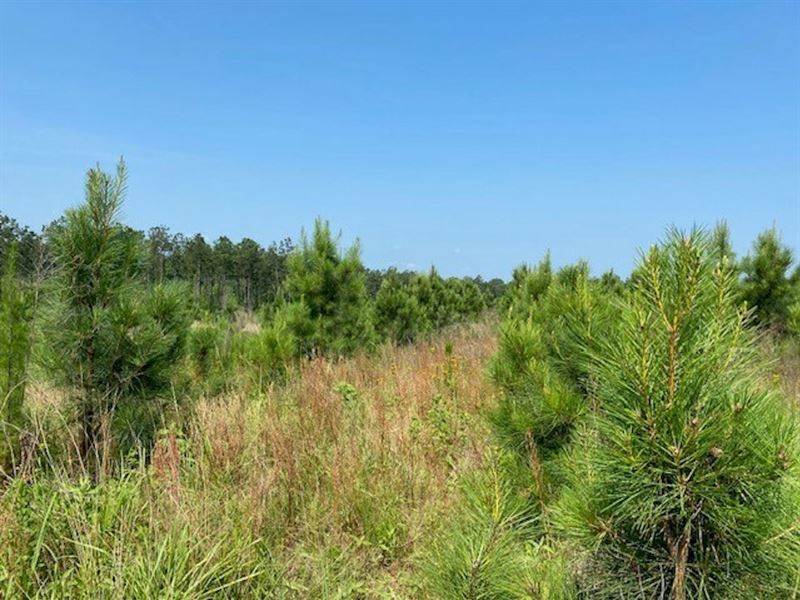574 Acres in Rusk, Texas : Rusk : Cherokee County : Texas