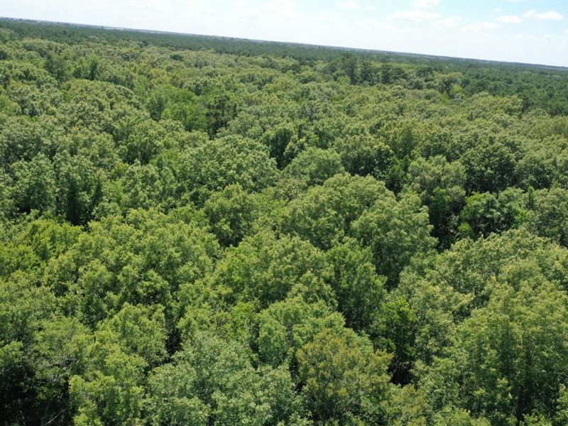 Donald Rd Tract, Welsh La, 61.1 Acr : Welsh : Jefferson Davis Parish : Louisiana