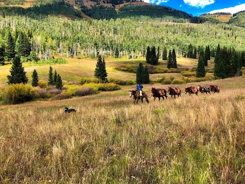 Outfitting Ranch in Colorado Horses : Meeker : Rio Blanco County : Colorado