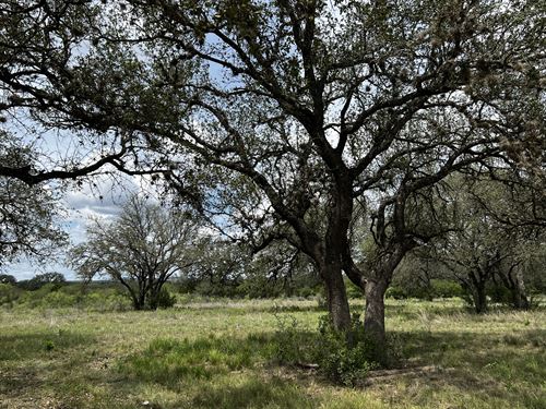 Amazing Giant Oaks & Seasonal Creek : D'hanis : Medina County : Texas