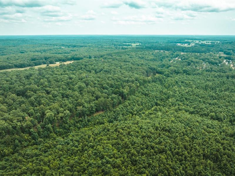 Whitetail Hollow : Raymondville : Texas County : Missouri