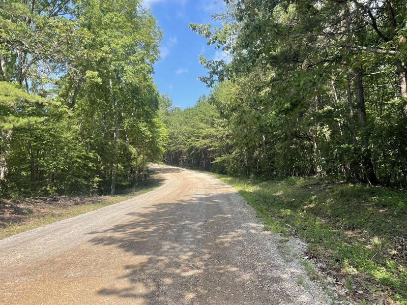 39 Wooded Acres in Winston Coun : Double Springs : Winston County : Alabama