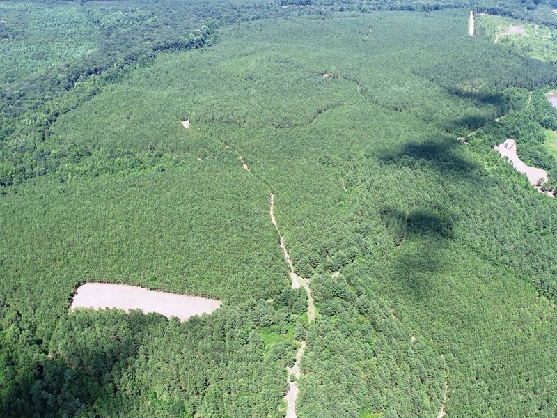 Brushy Creek Timber : Keysville : Burke County : Georgia